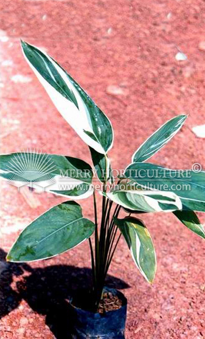 Maranta arundinacea 'Variegata'